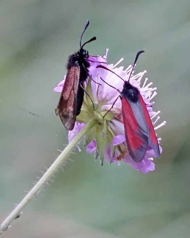 transparent burnet
